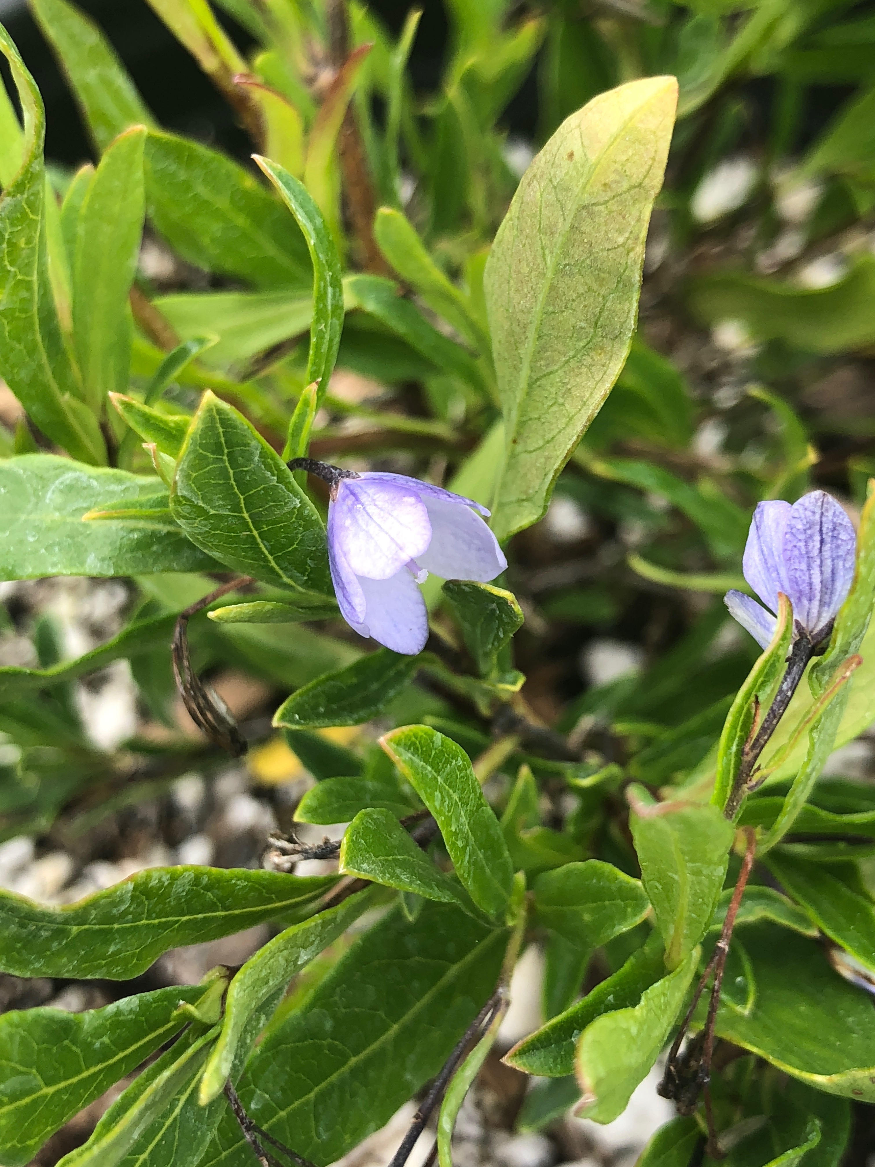 Sollya Heterophylla Emerisa Gardens